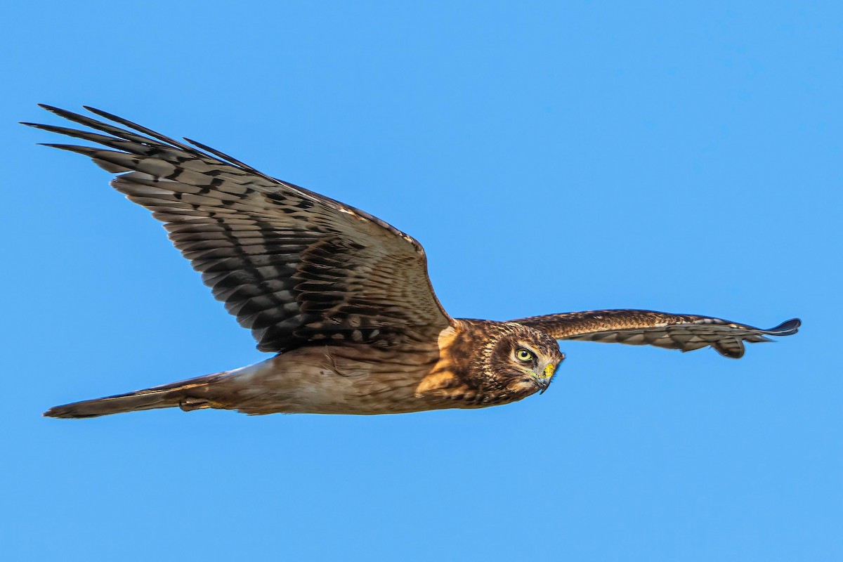 Northern Harrier - ML645923157