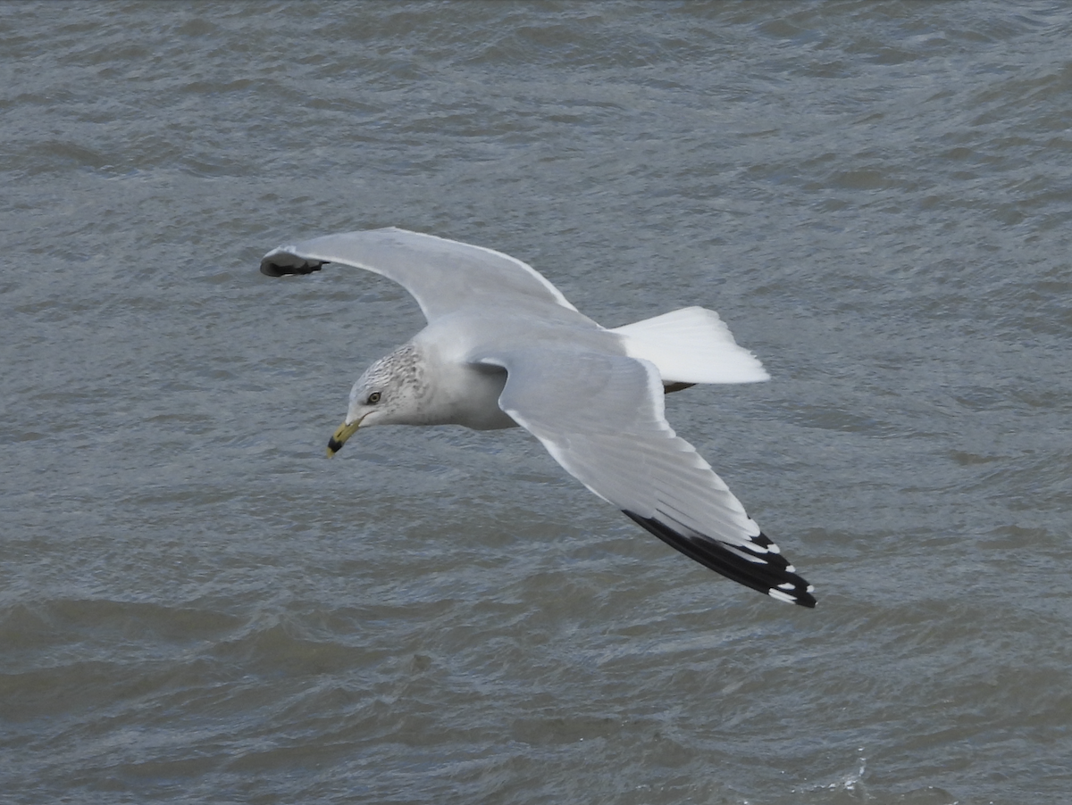Ring-billed Gull - ML645923178
