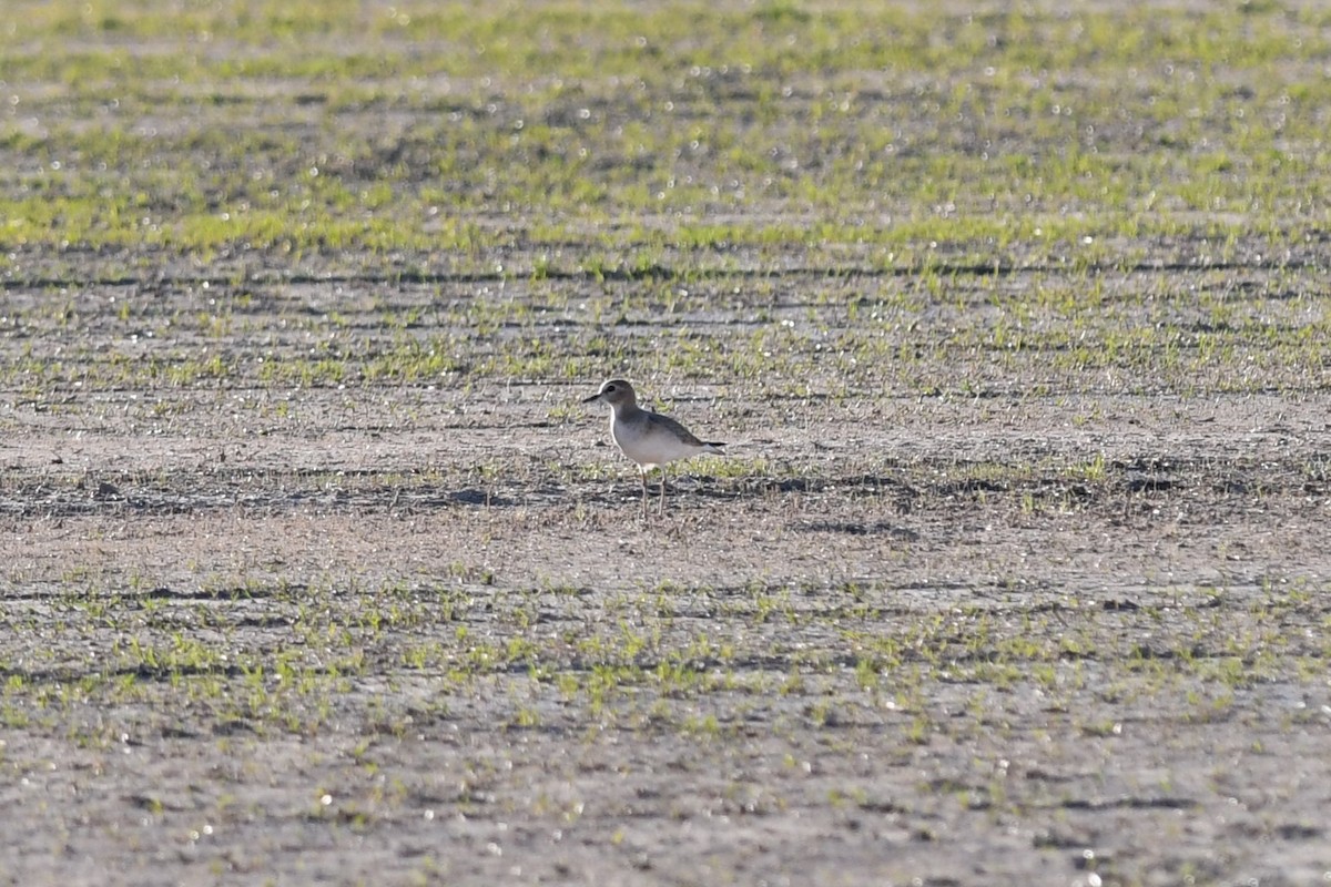 prærielo - ML645923185