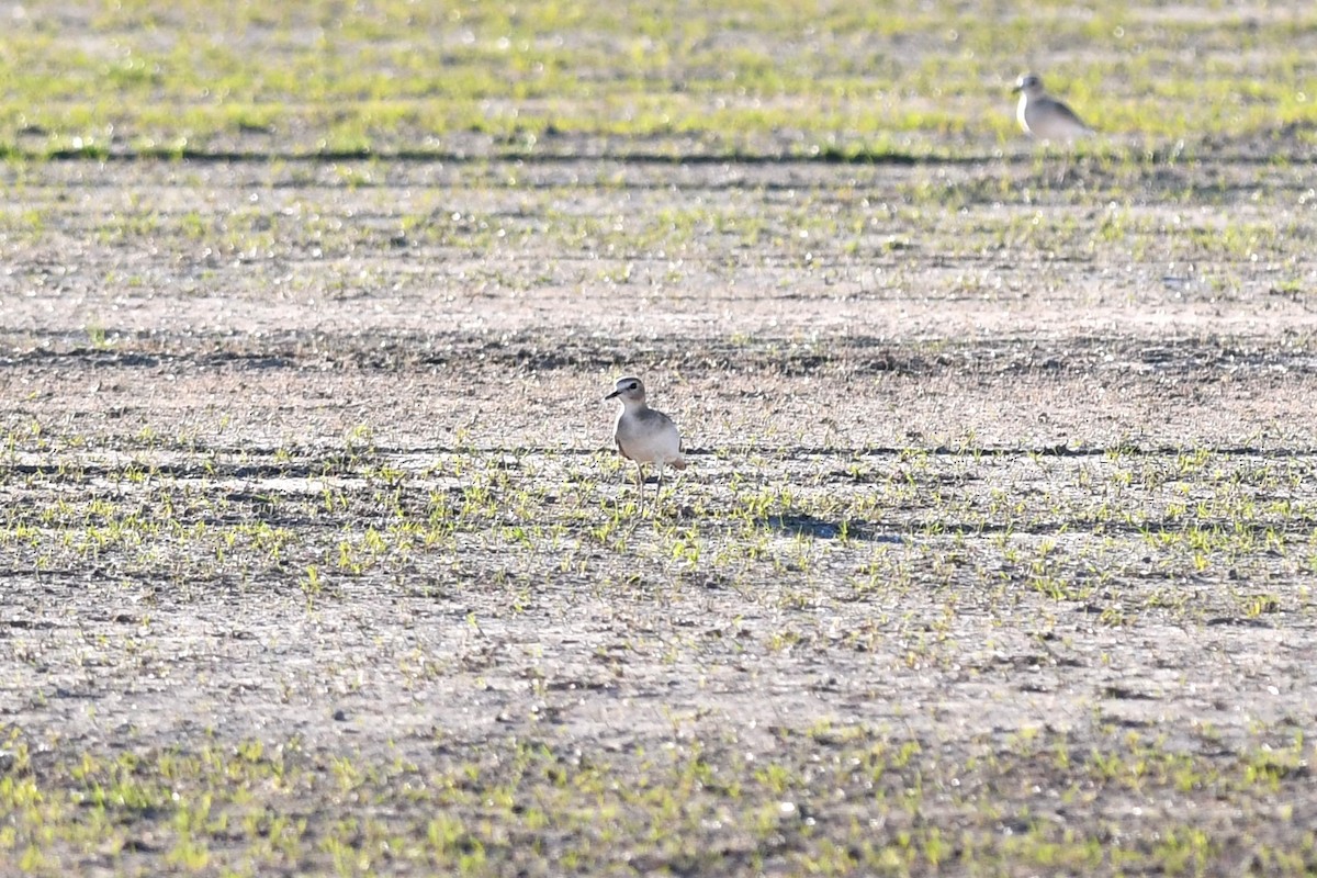 prærielo - ML645923187