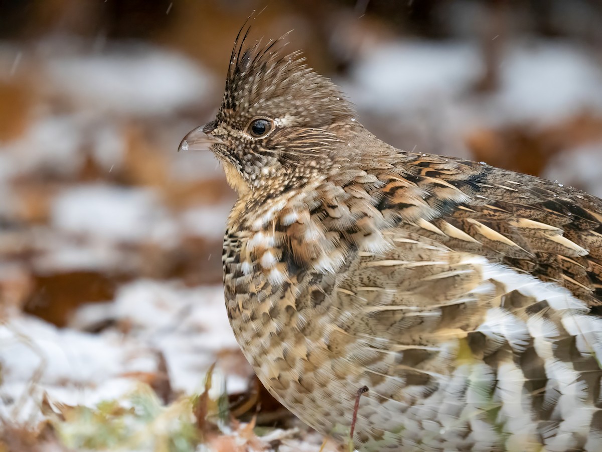 jeřábek kanadský - ML645923192