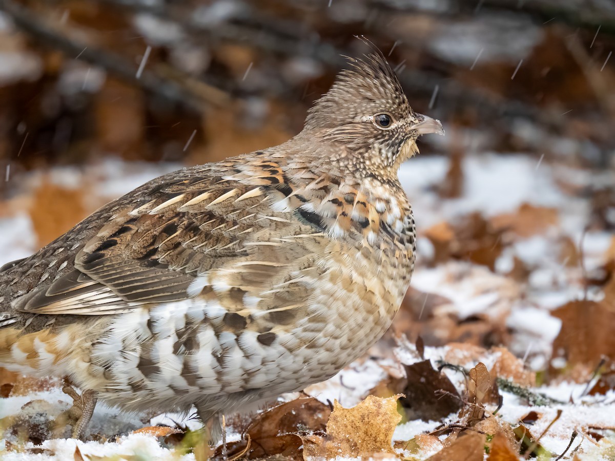 jeřábek kanadský - ML645923193