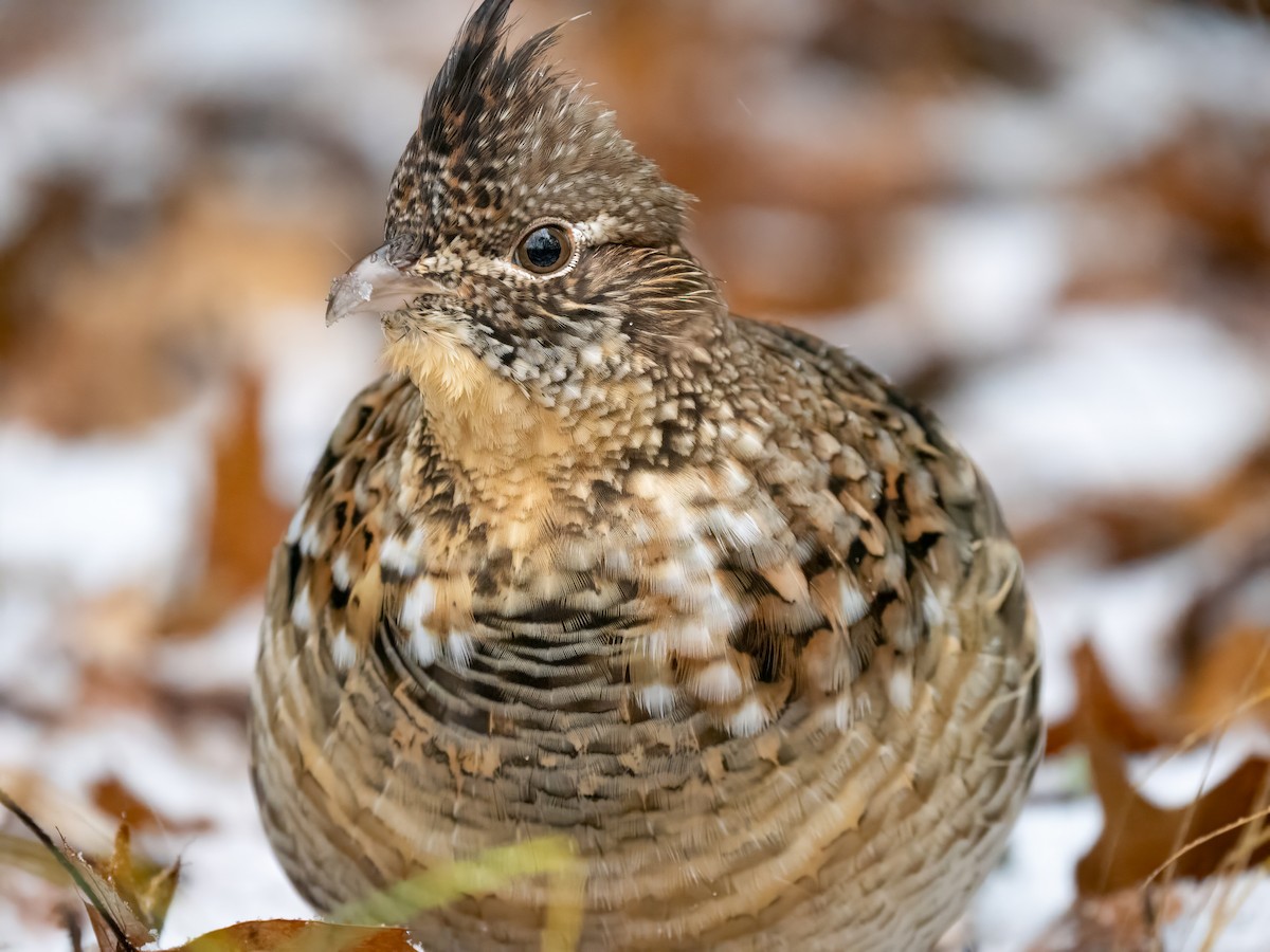 jeřábek kanadský - ML645923194