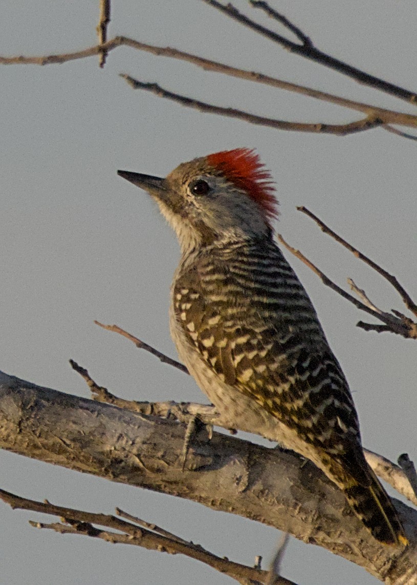 Cardinal Woodpecker - ML645923208