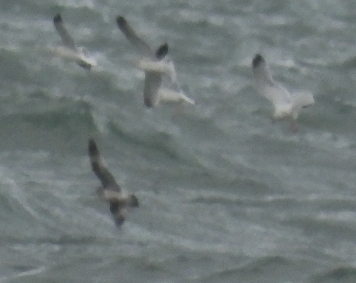 jaeger sp. - ML645923210