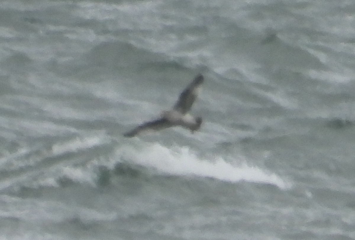 jaeger sp. - ML645923211