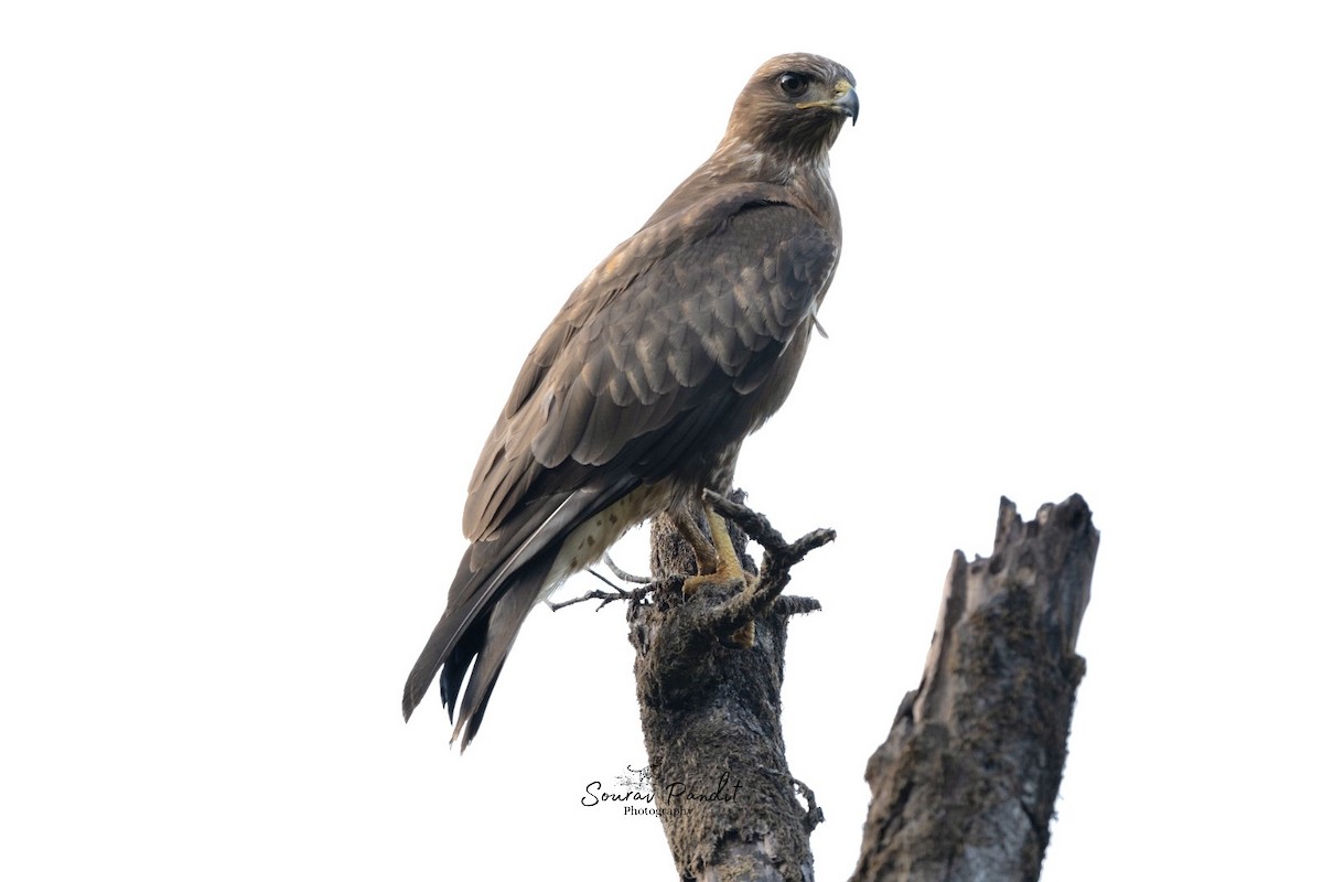 Buse variable - ML645923212