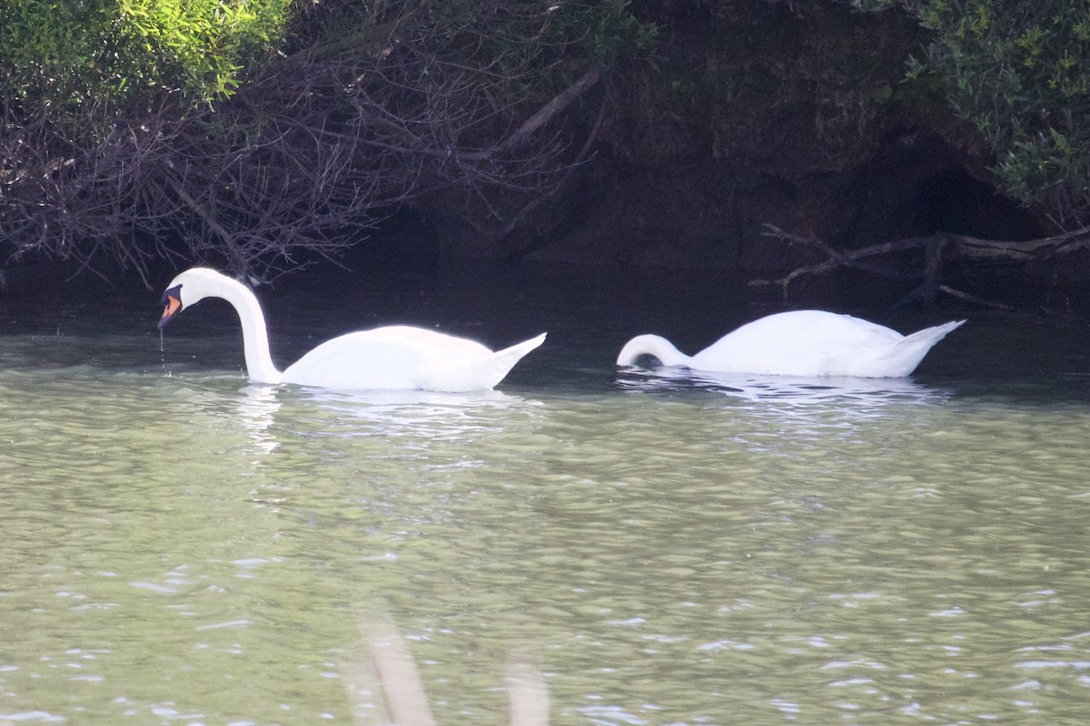 labuť velká - ML645923214