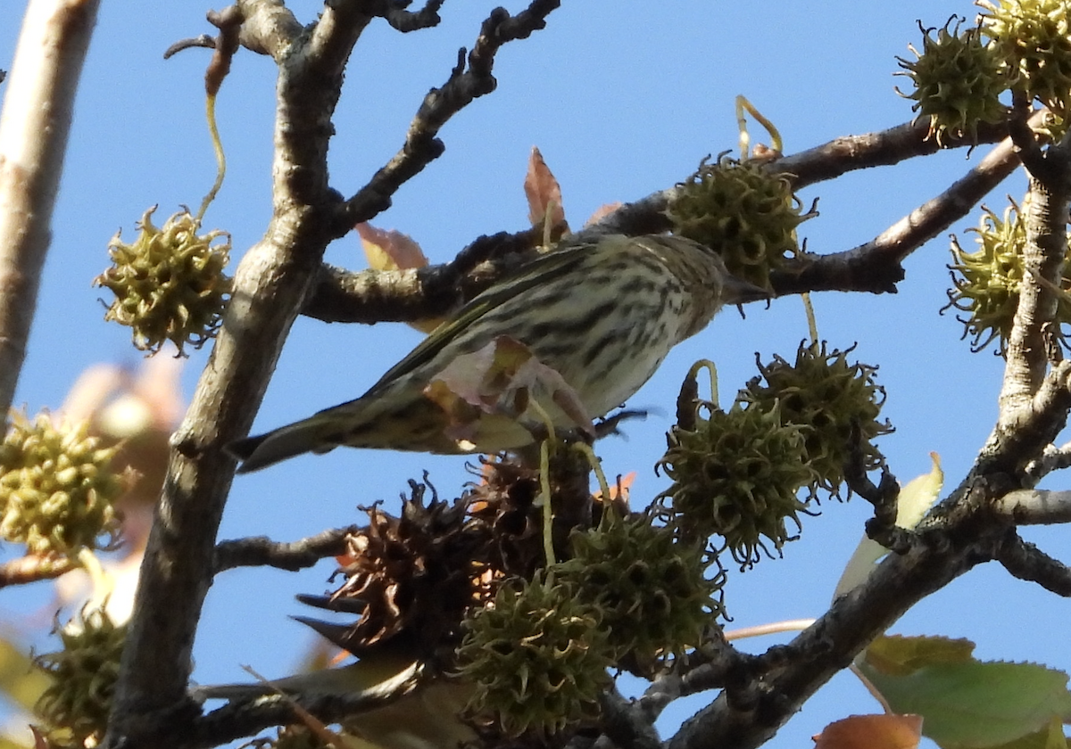 Pine Siskin - ML645923245