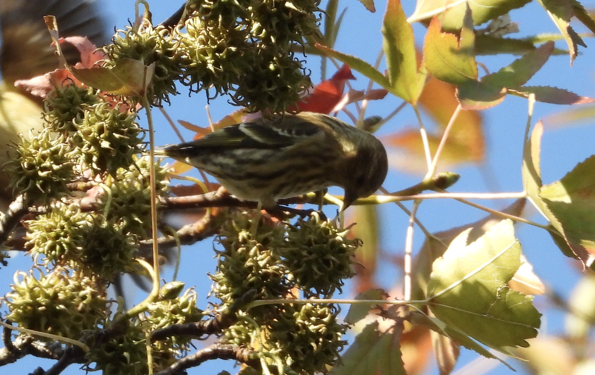 Pine Siskin - ML645923246