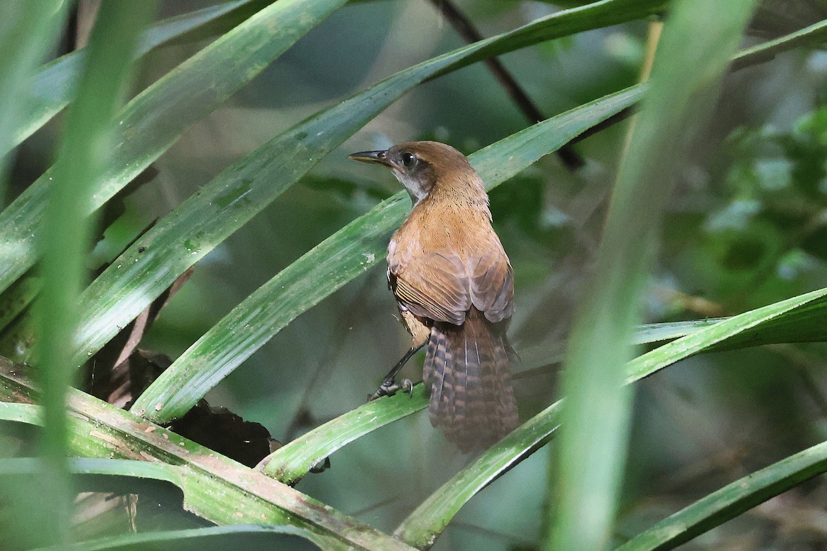 Black-bellied Wren - ML645923254