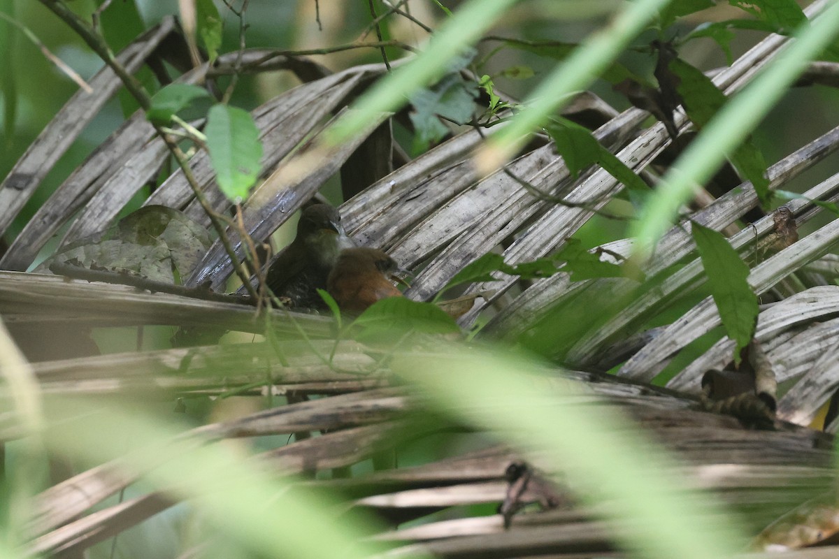 Black-bellied Wren - ML645923257
