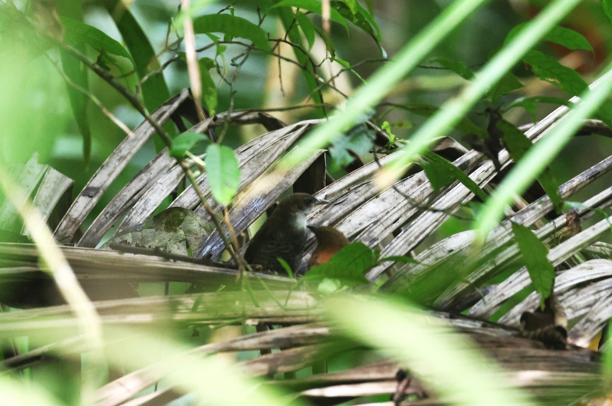 Black-bellied Wren - ML645923258
