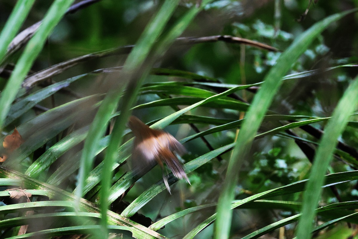 Black-bellied Wren - ML645923259