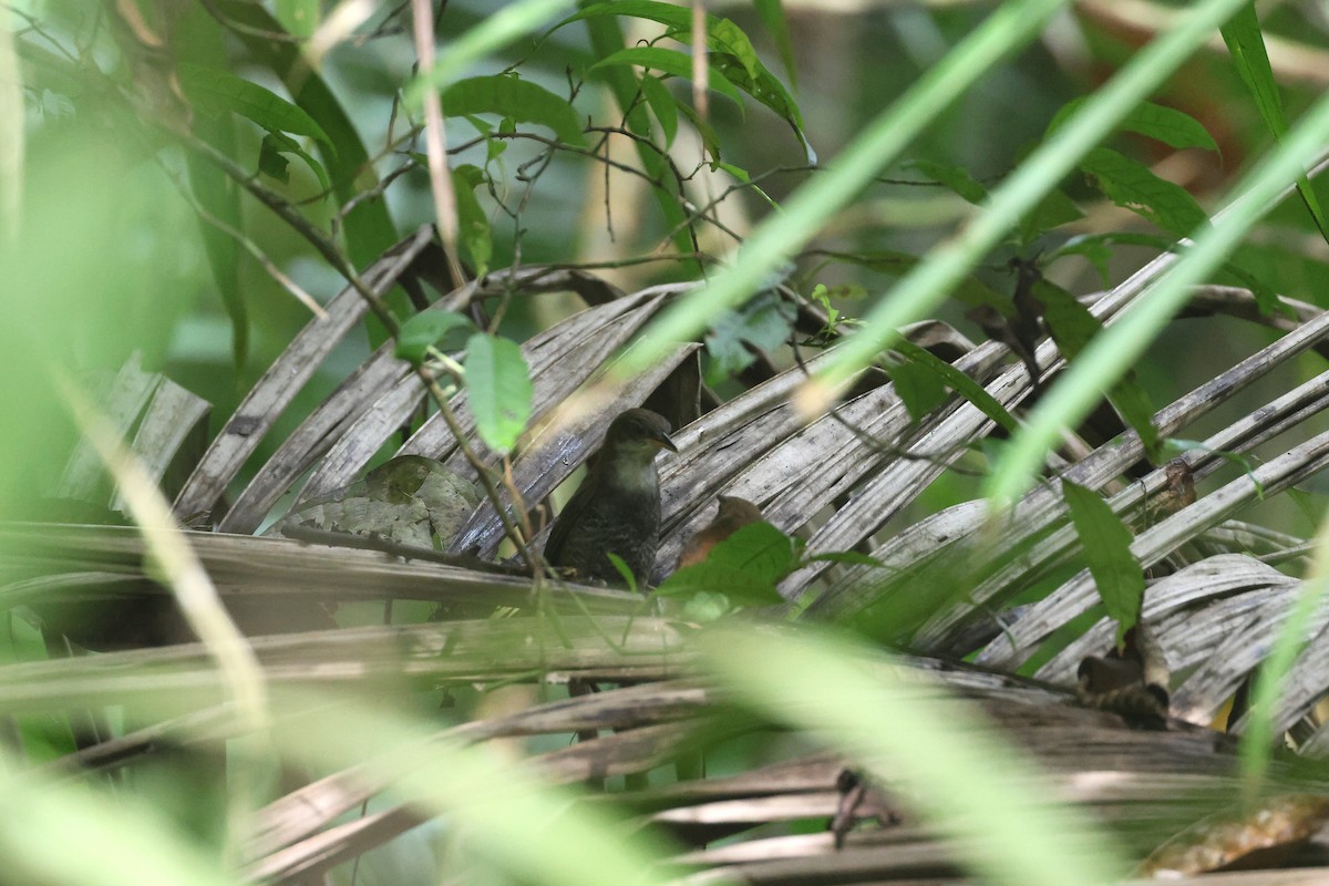 Black-bellied Wren - ML645923260