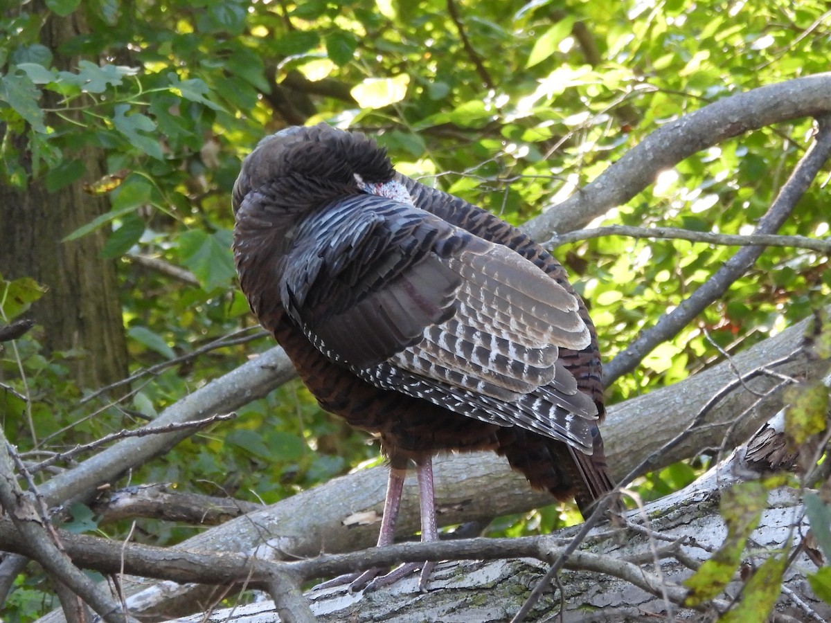 Wild Turkey - ML645923263