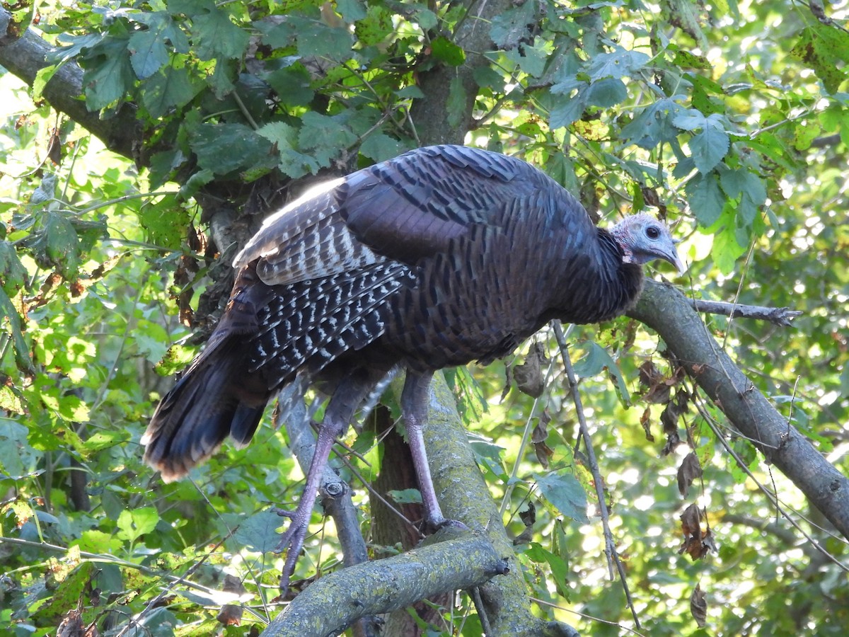 Wild Turkey - ML645923264