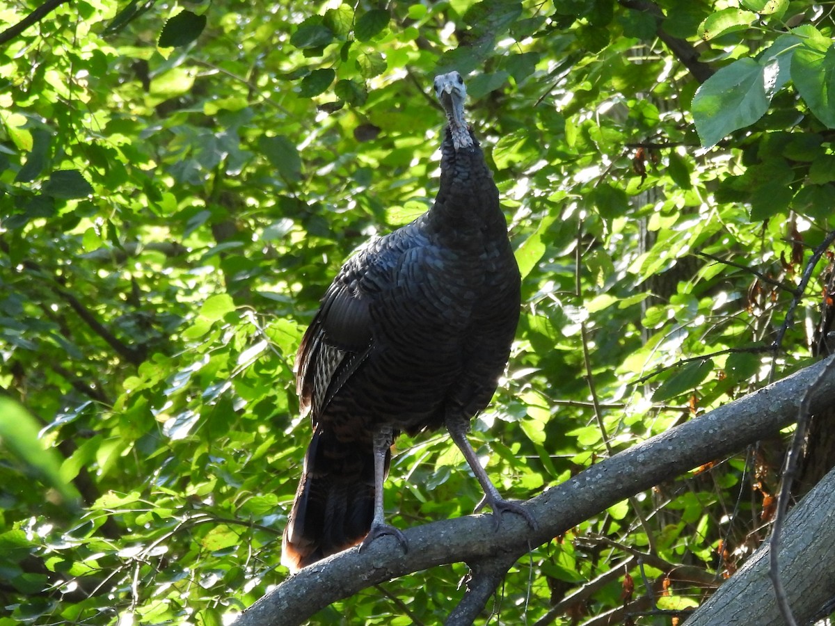 Wild Turkey - ML645923265