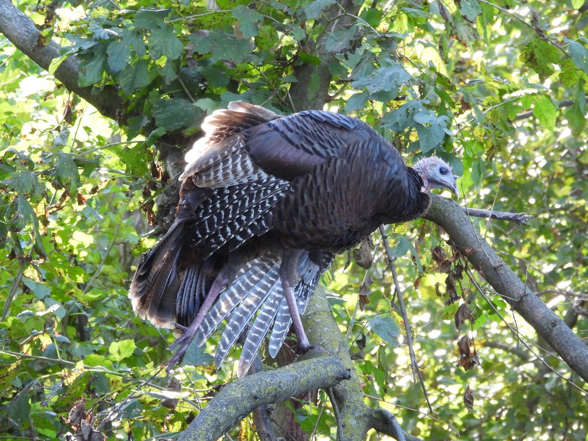 Wild Turkey - ML645923266