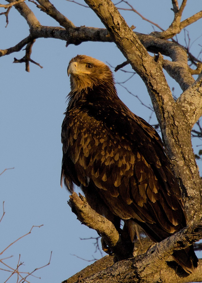 savanneørn - ML645923268