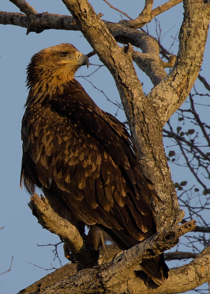 savanneørn - ML645923269