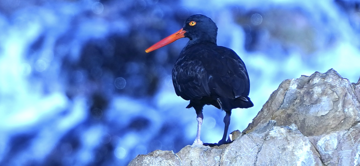 Black Oystercatcher - ML645923270