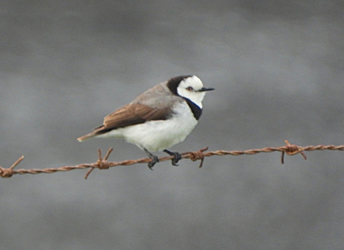 White-fronted Chat - ML645923280