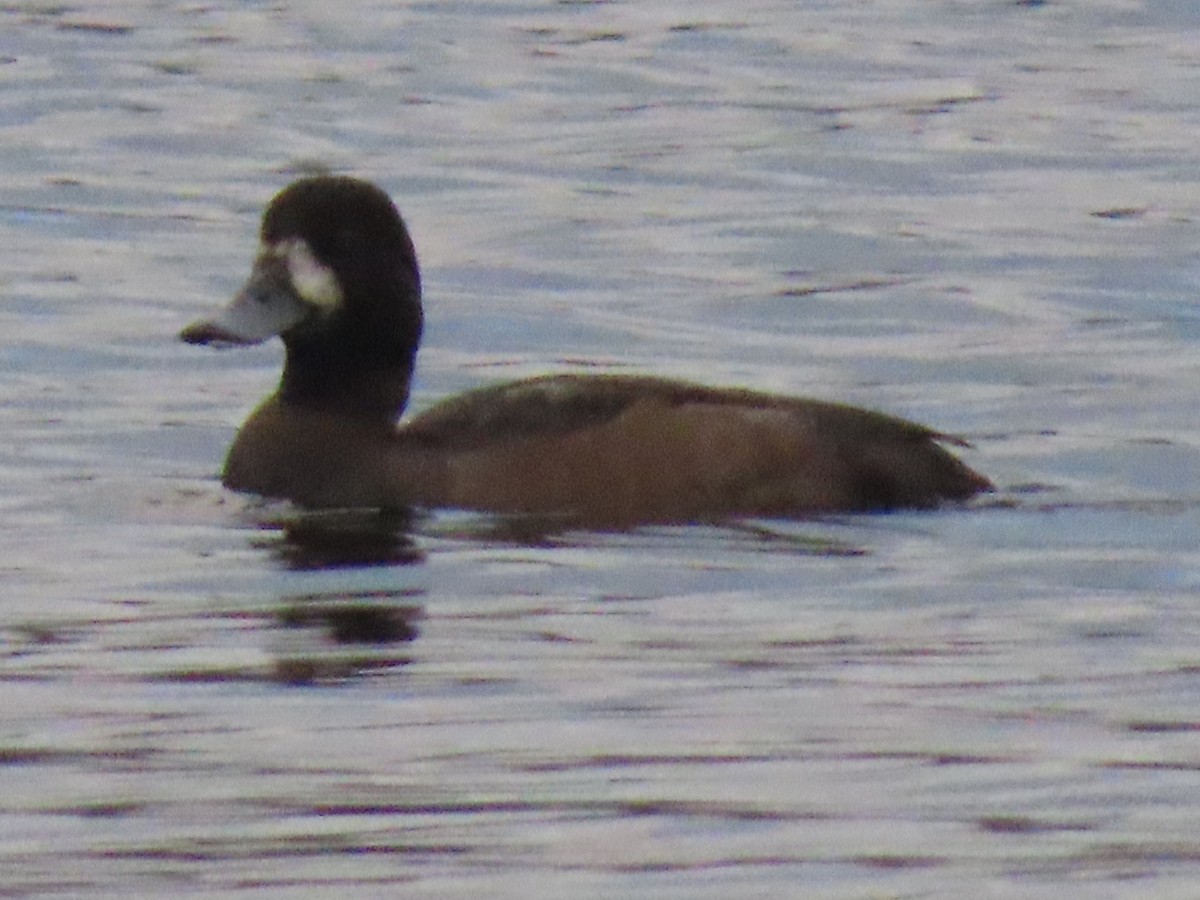 スズガモ - ML645923285