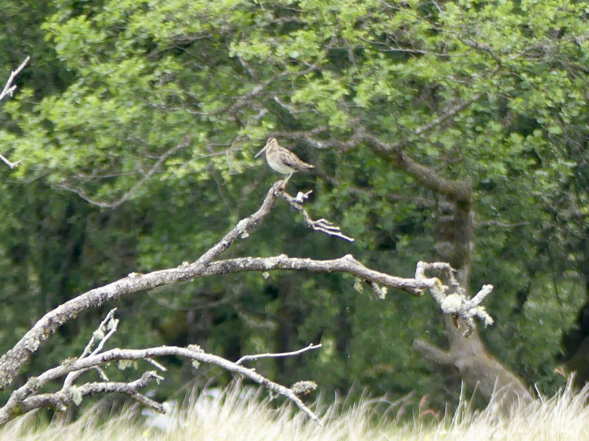 Agachadiza Común - ML645923286