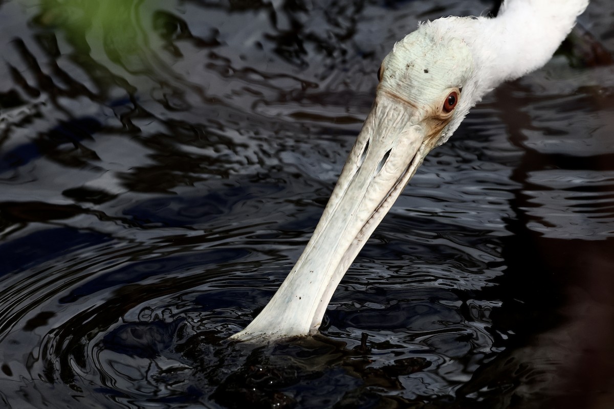 rosenskjestork - ML645923301