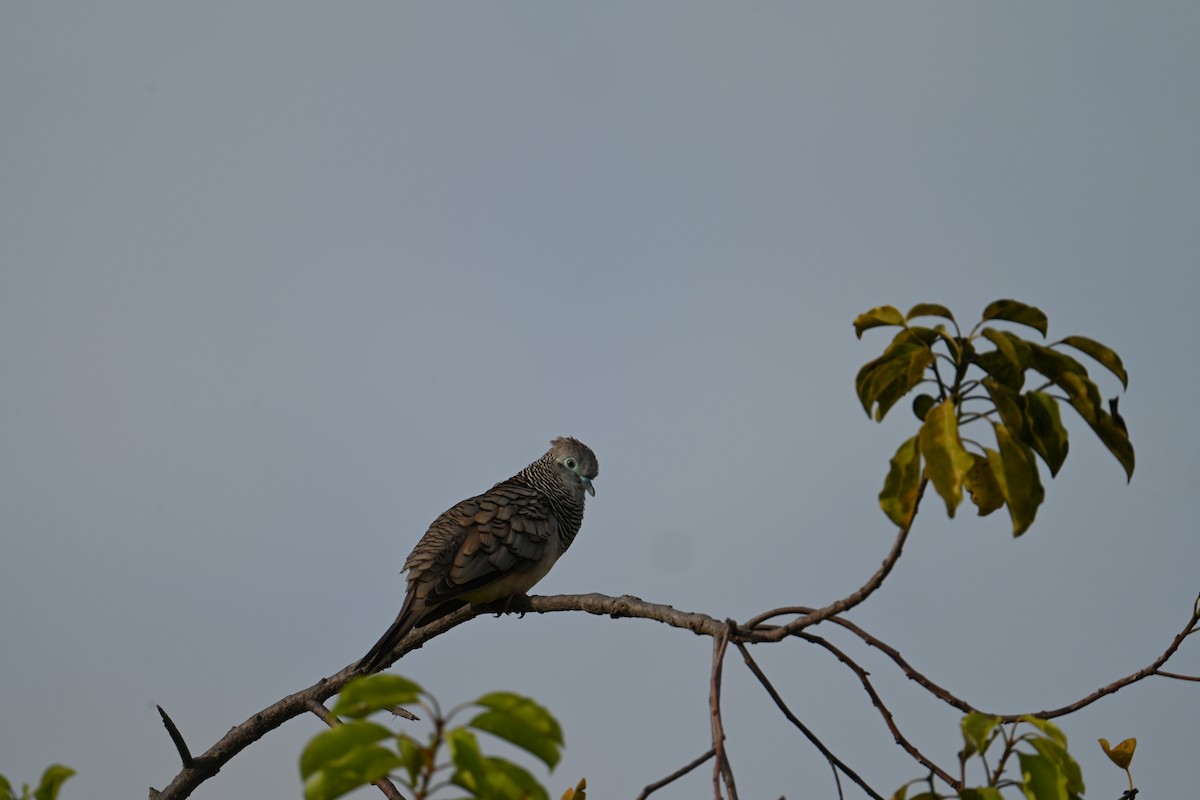 Peaceful Dove - ML645923304