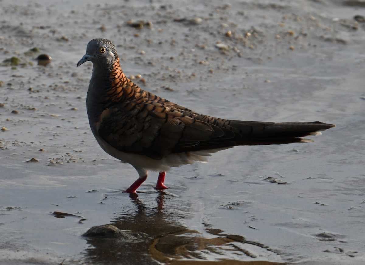 Bar-shouldered Dove - ML645923309