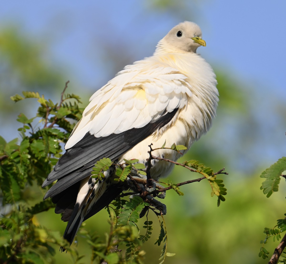Torresian Imperial-Pigeon - ML645923312