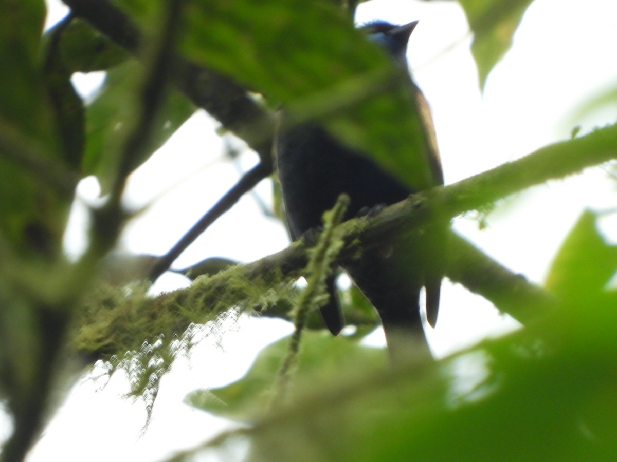 Лазурноголовая танагра - ML645923315