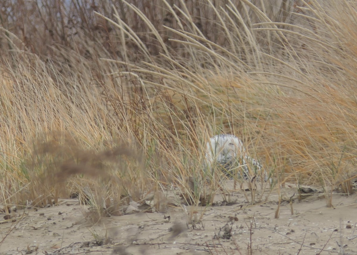 לילית שלג - ML645923318