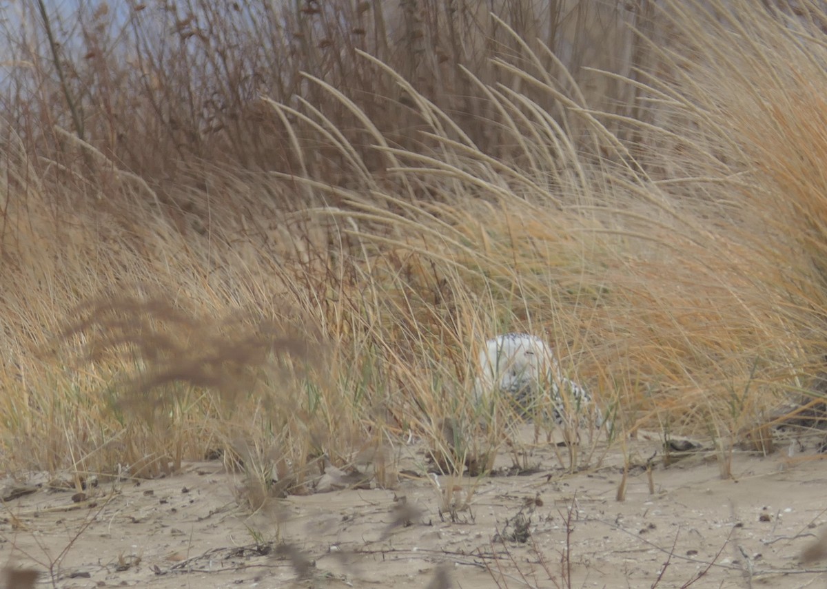 לילית שלג - ML645923319