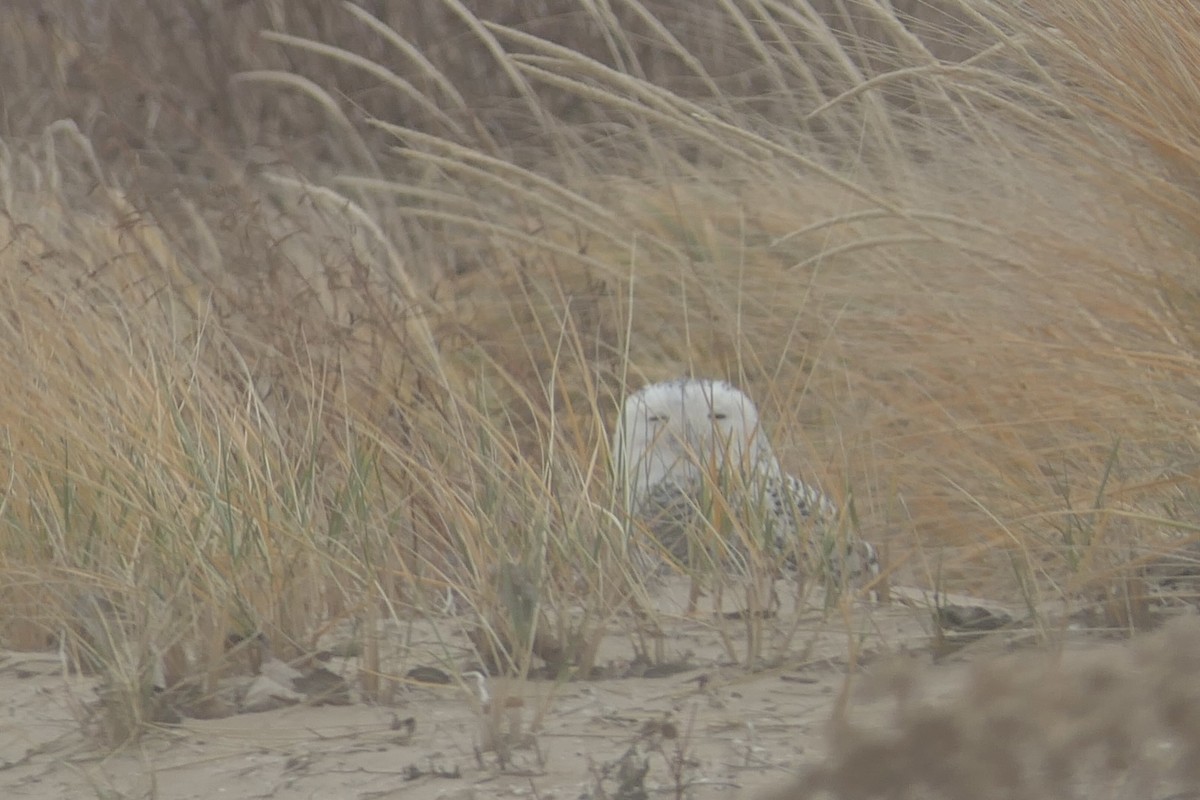 לילית שלג - ML645923320