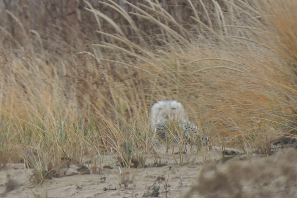 לילית שלג - ML645923321