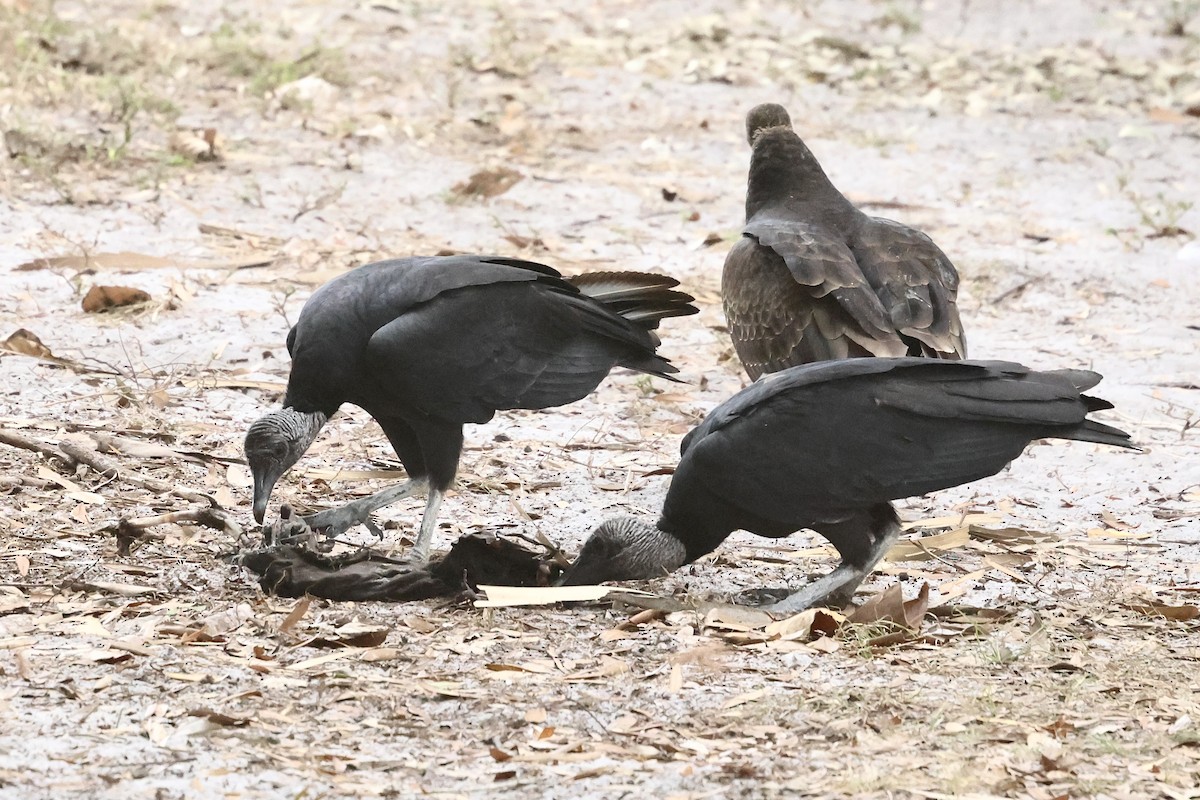 Катарта чорна - ML645923323