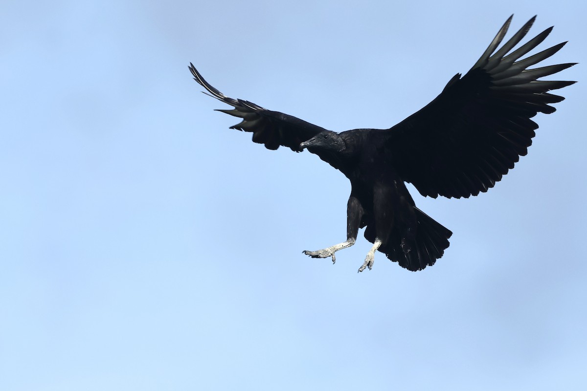 Катарта чорна - ML645923324