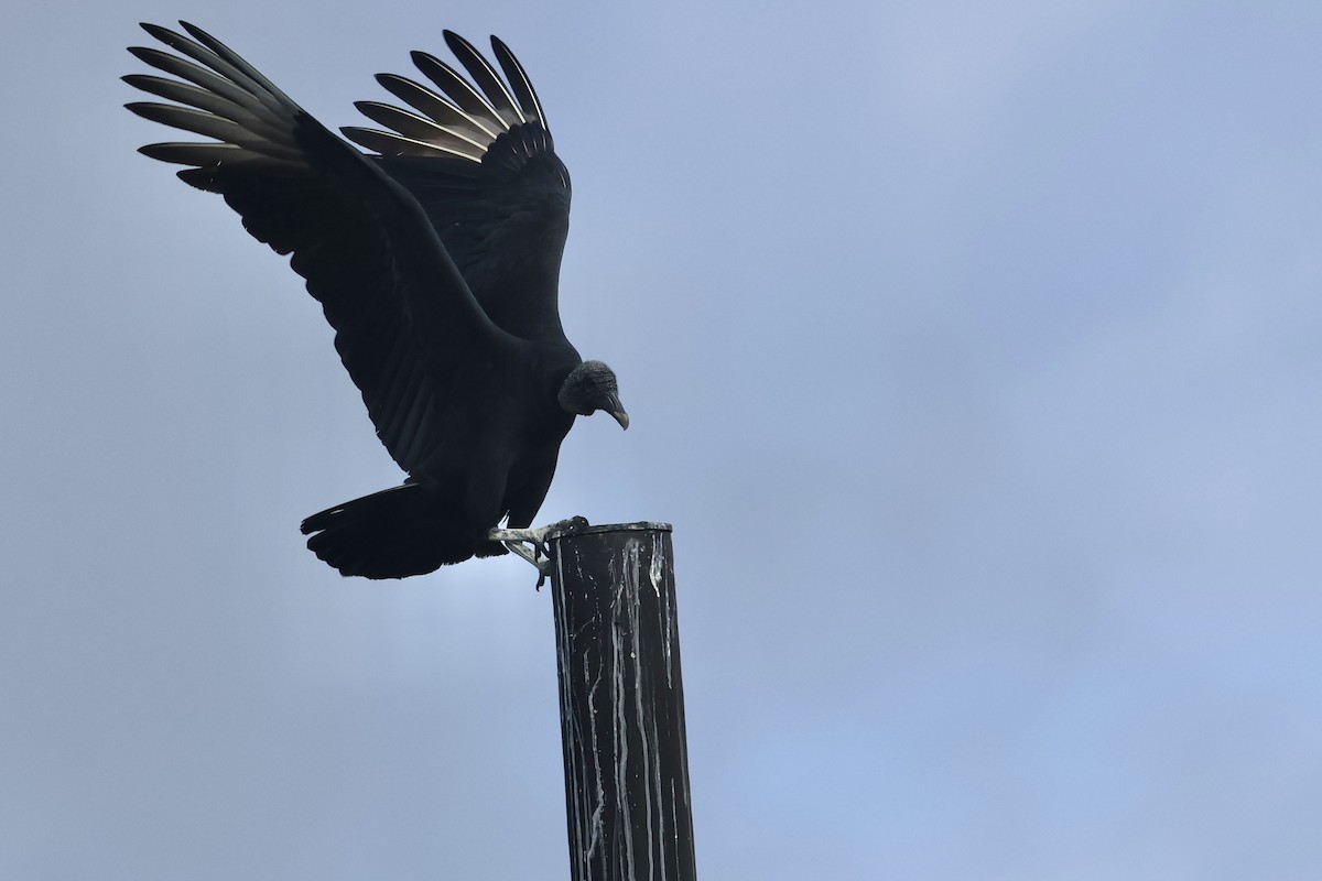 Катарта чорна - ML645923325