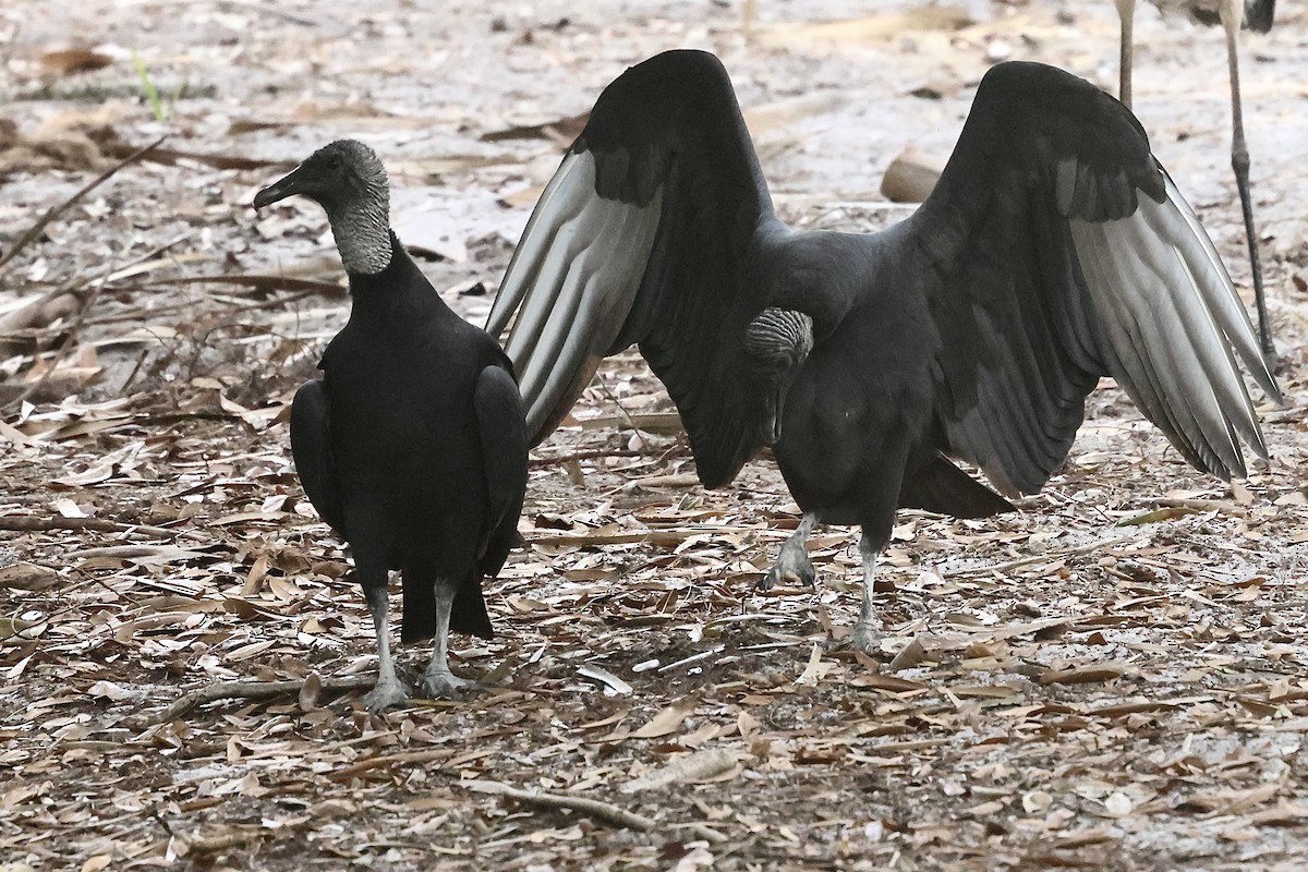 Катарта чорна - ML645923326