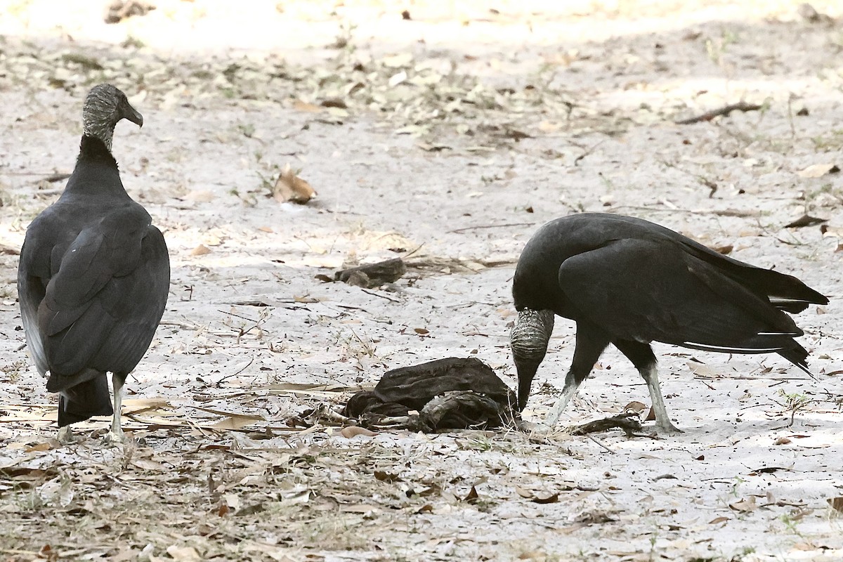 Катарта чорна - ML645923327