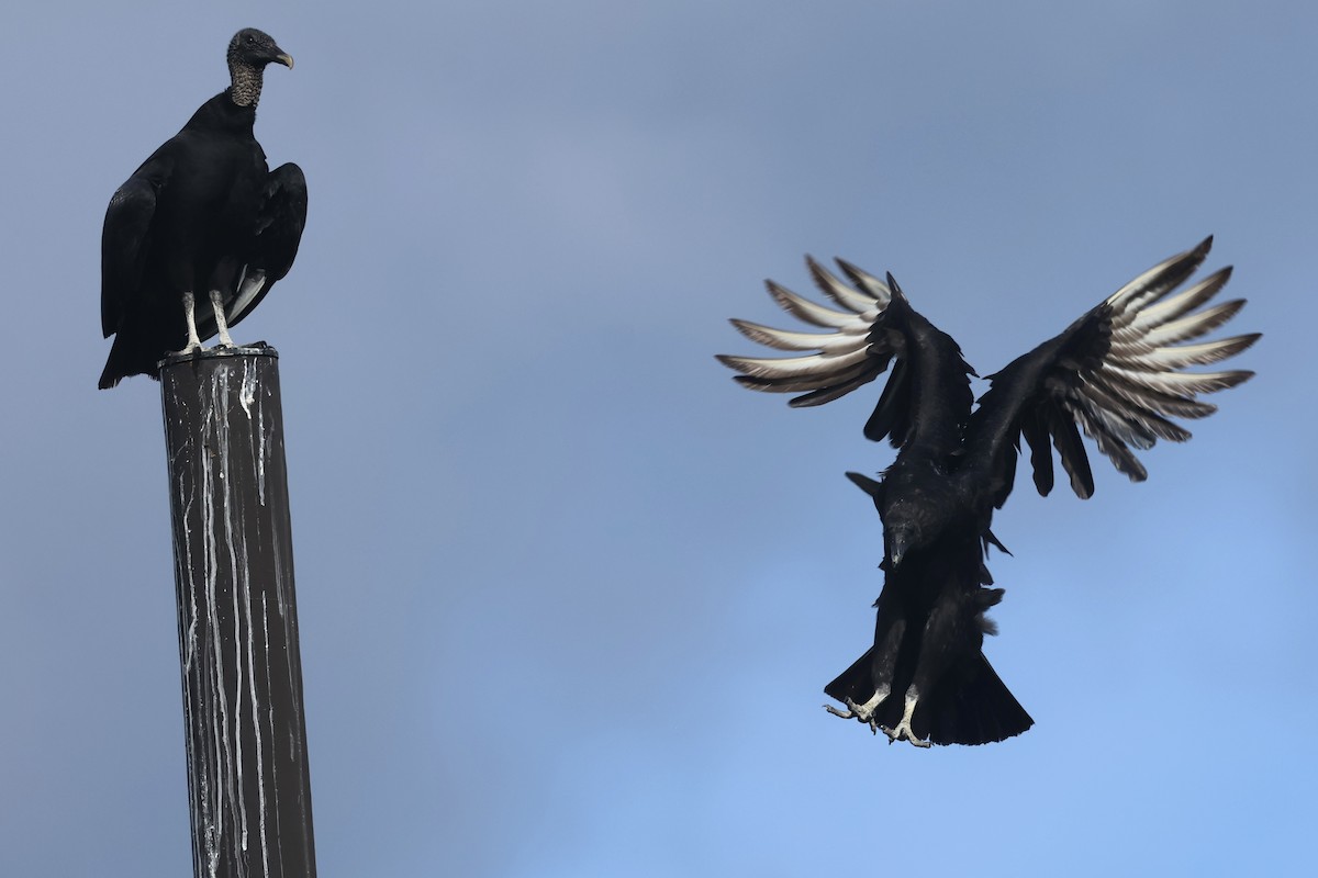 Катарта чорна - ML645923328