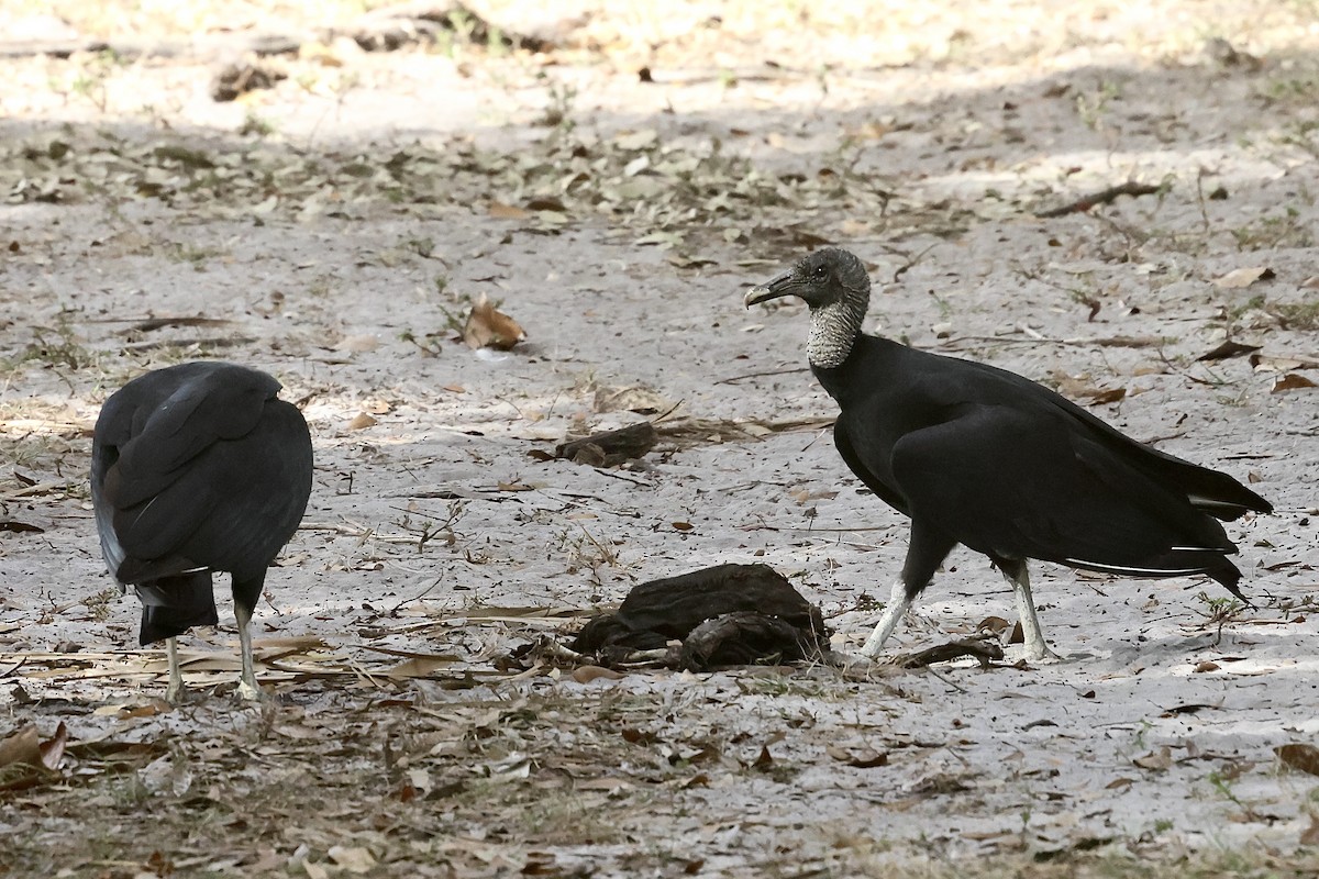 svartkondor - ML645923329