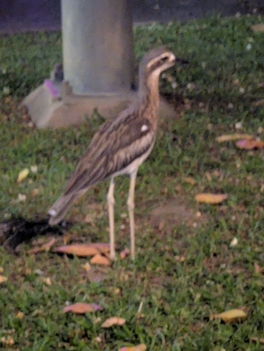 Bush Thick-knee - ML645923333