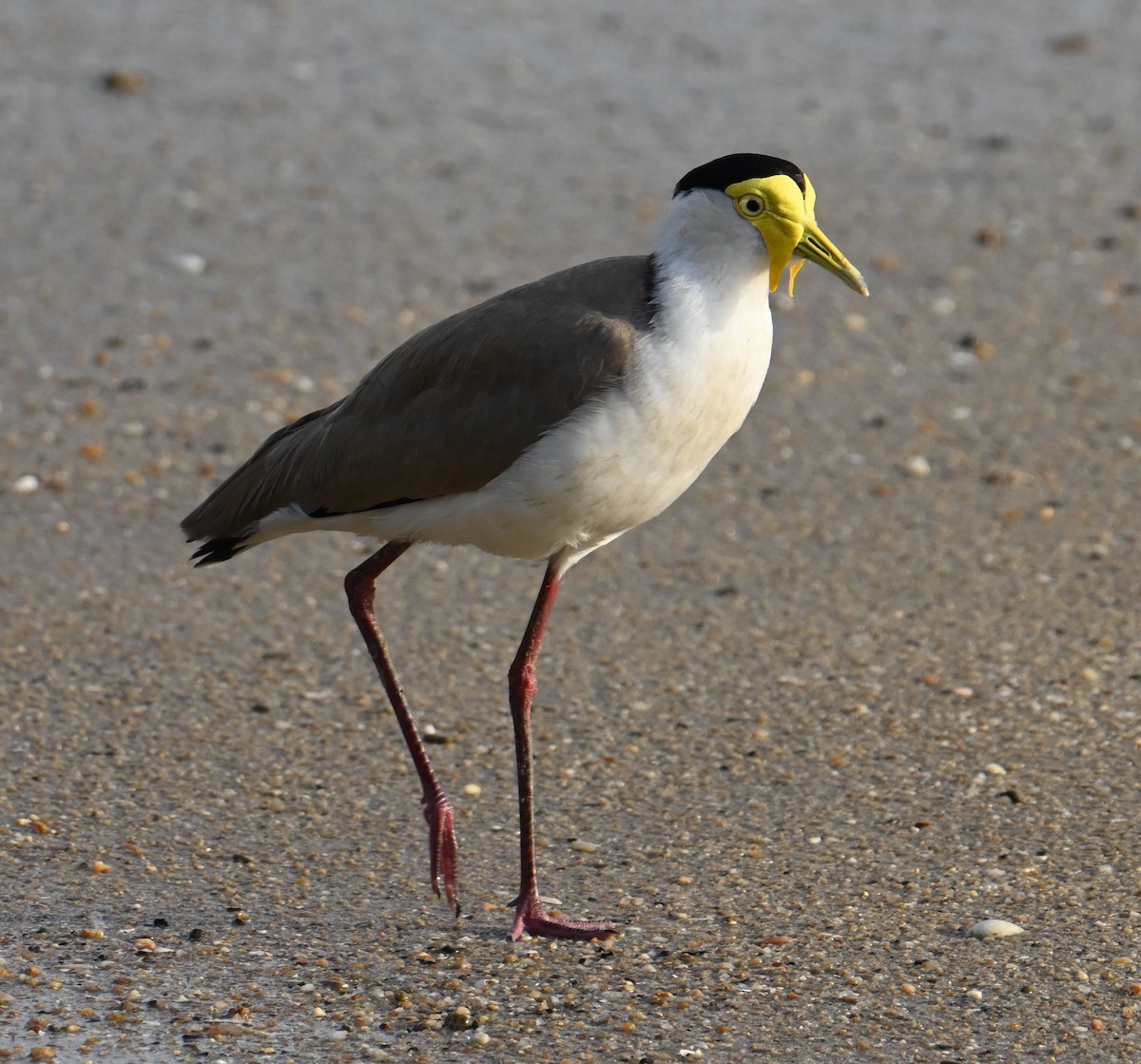 Masked Lapwing - ML645923335