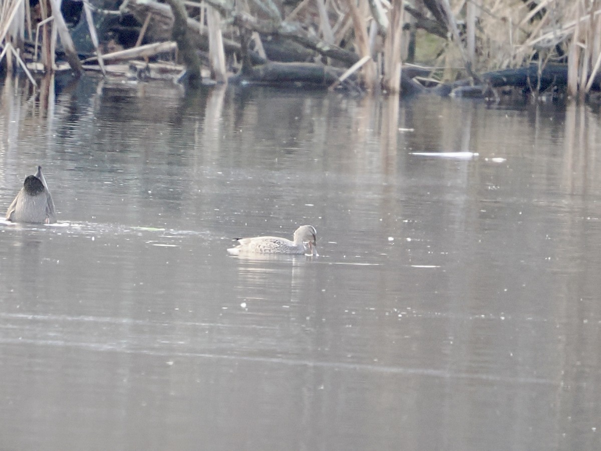 kopřivka obecná - ML645923338