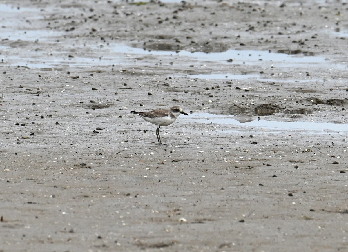 Greater Sand-Plover - ML645923339