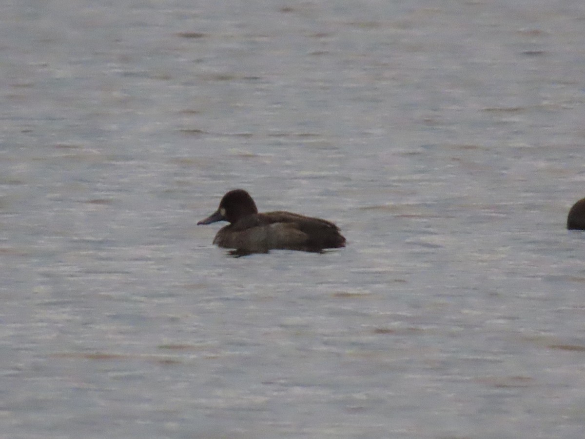 Lesser Scaup - ML645923341